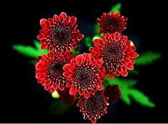 some red flowers with green leaves in the background and black backgrounnds