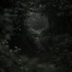 a path in the middle of a forest with lots of trees and bushes on both sides