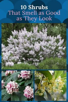 flowers and trees with the words 10 shrubs that smell as good as they look on them