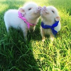 two small white sheep standing next to each other on a lush green grass covered field