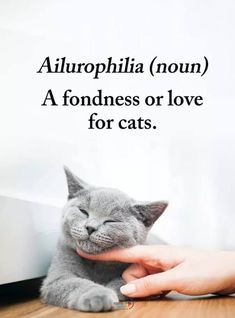 a person petting a gray cat with the caption, allropphiia nom a fondness or love for cats