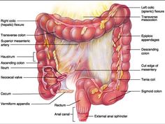 the anatomy of the stomach and its major structures