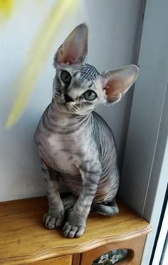 a sphy cat sitting on top of a wooden dresser next to a window sill