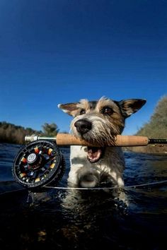 a dog holding a fishing rod in its mouth while standing in the water with it's tongue out