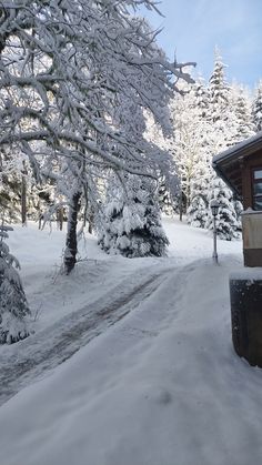 there is snow on the ground and trees