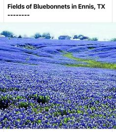 a field full of bluebonnets in ennis, tx with the caption fields of bluebonnets in ennis, tx