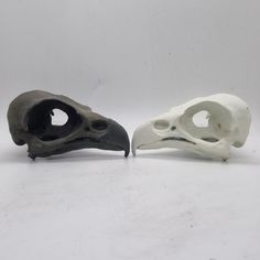 two different types of animal skulls sitting next to each other