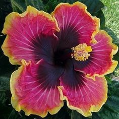 a large red and yellow flower with green leaves in the backgrounnds