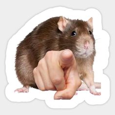 a hand pointing at a rat on a white background