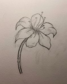 a pencil drawing of a flower on paper