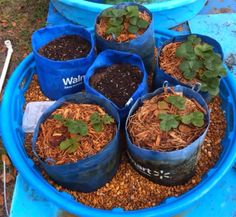 several blue plastic buckets filled with dirt and plants