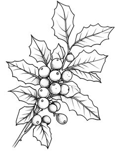 an ink drawing of holly with leaves and berries