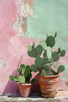 two potted plants sitting next to each other in front of a pink and green wall