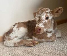 a brown and white baby cow laying on the floor