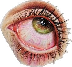 a drawing of an eye with long lashes and green eyeshade, showing the structure of the iris