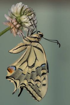 Old World Swallowtail (Papilio machaon) by ROQUE141 on Flickr Weird Butterfly, Most Beautiful Butterfly In The World, Old World Swallowtail, Photo Papillon, Yellow Swallowtail Butterfly, Zebra Swallowtail Butterfly, Flower Headdress, Flying Flowers