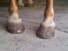 two horses standing next to each other with their feet on top of the horse's legs