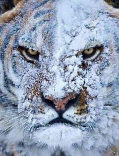 an instagram photo of a white tiger with snow all over it's face