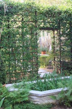 an outdoor garden with lots of green plants and trees in the background, along with a stone planter