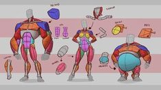 an image of the muscles and their functions in a cartoon character's life cycle