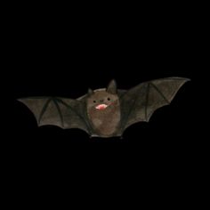 a bat is flying in the dark with its wings spread out and it's eyes glowing