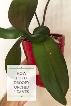 a person holding a potted plant with the words how to fix dropy orchid leaves