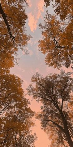 looking up at the sky through trees in autumn