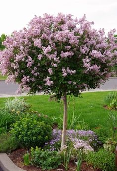 a tree with purple flowers in the middle of a flower bed and green grass behind it