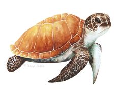 a watercolor painting of a sea turtle