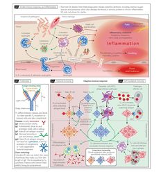 the diagram shows different types of cell membranes and their functions in an animal's life cycle