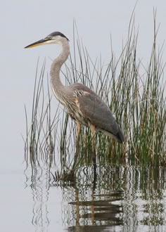 a bird is standing in the water next to tall grass