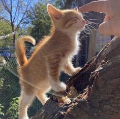 an orange and white kitten standing on top of a tree branch