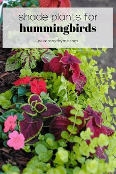 Best Plants For Hummingbirds, Hummingbird Carpet Plant, Shade Butterfly Garden, Shade Annuals Containers, Hummingbird Container Garden, Shade Planters Ideas Container Plants, Shade Window Box Plants, Shade Loving Plants For Pots, Shade Pollinator Garden