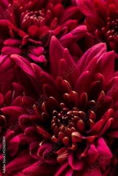 red flowers are shown in close up view