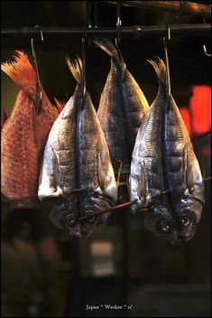 three fish hanging from hooks on a rack