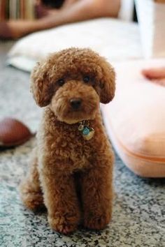 a small brown dog sitting on top of a floor next to a persons hand and foot