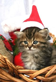 a kitten sitting in a basket wearing a santa hat