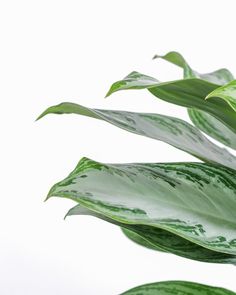 a green leafy plant with white background