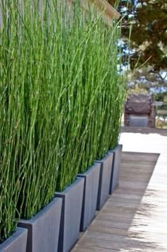 some very tall grass growing on the side of a building