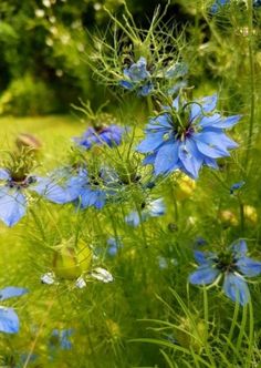 blue flowers are growing in the grass