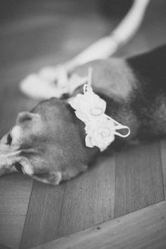 black and white photograph of a dog laying on the floor with its head resting on a leash