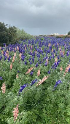 a field full of blue and pink flowers