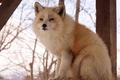 a white and brown fox sitting on top of a wooden structure