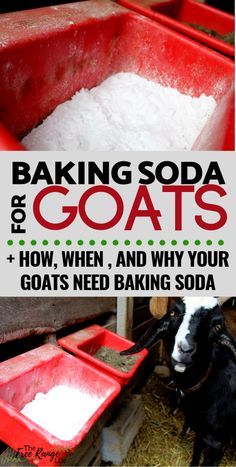 an image of baking soda goats with text overlay that reads baking soda for goats how, when, and why your goats need baking soda