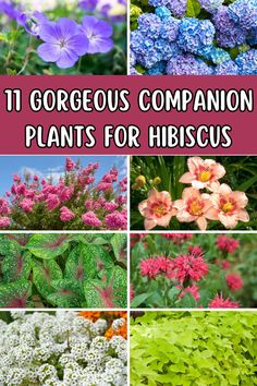 different types of flowers with the words 11 gorgeous companion plants for hirscuss