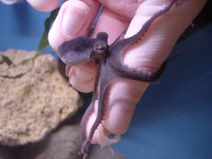 a person holding an octopus in their hand