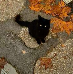 a black cat laying on the ground next to leaves