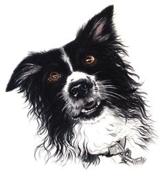 a drawing of a black and white dog with brown eyes looking up at the camera