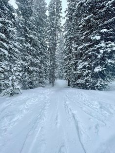 a person riding skis down a snow covered slope next to tall pine trees on a cloudy day