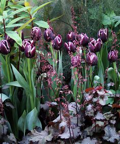 purple tulips and other flowers in a garden